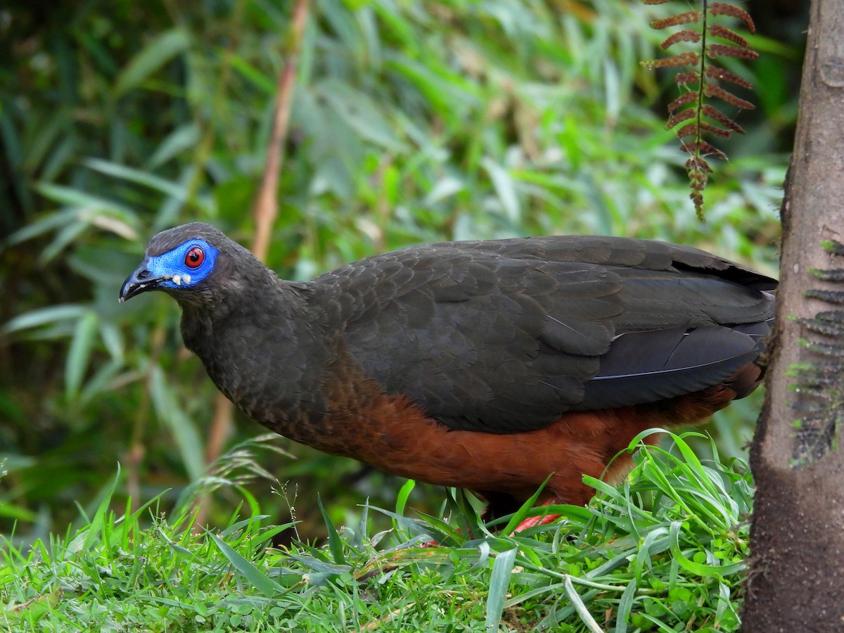Sickle-winged Guan - ML643309882