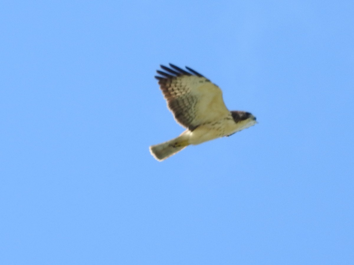 Short-tailed Hawk - ML643309885
