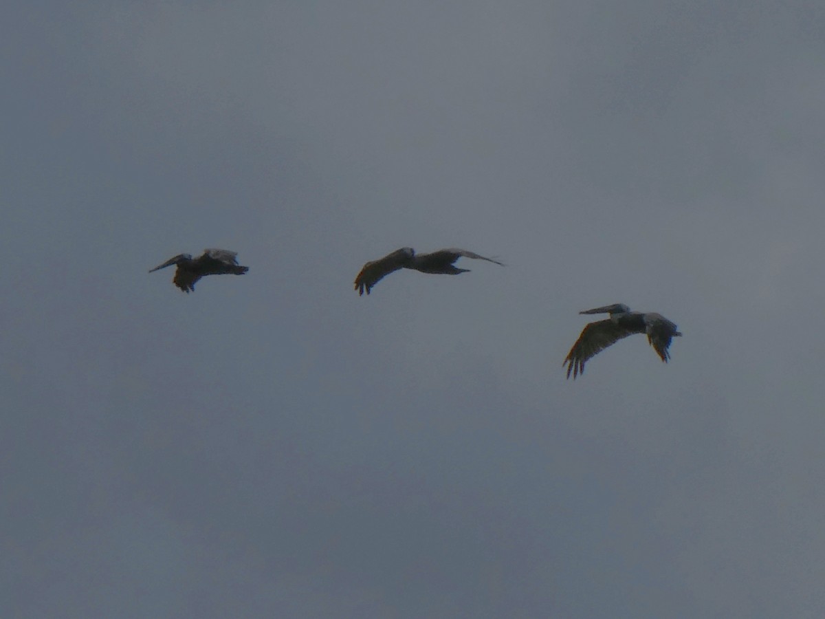 Brown Pelican - ML643309888