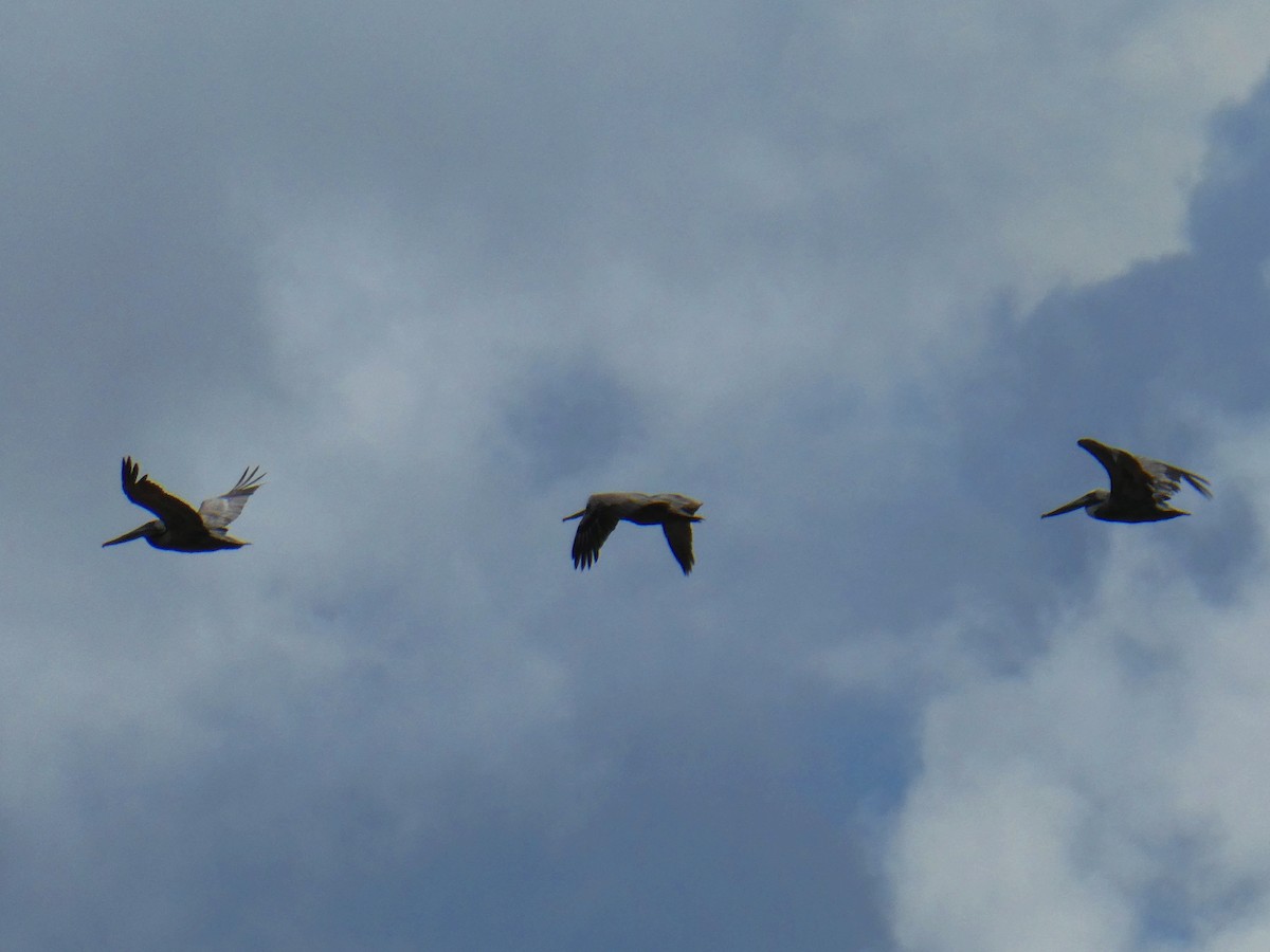 Brown Pelican - ML643309889