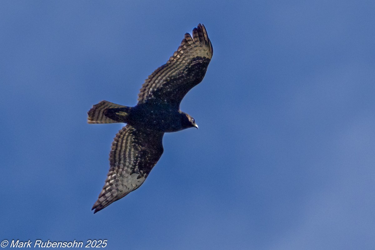 Red-tailed Hawk - ML643309892