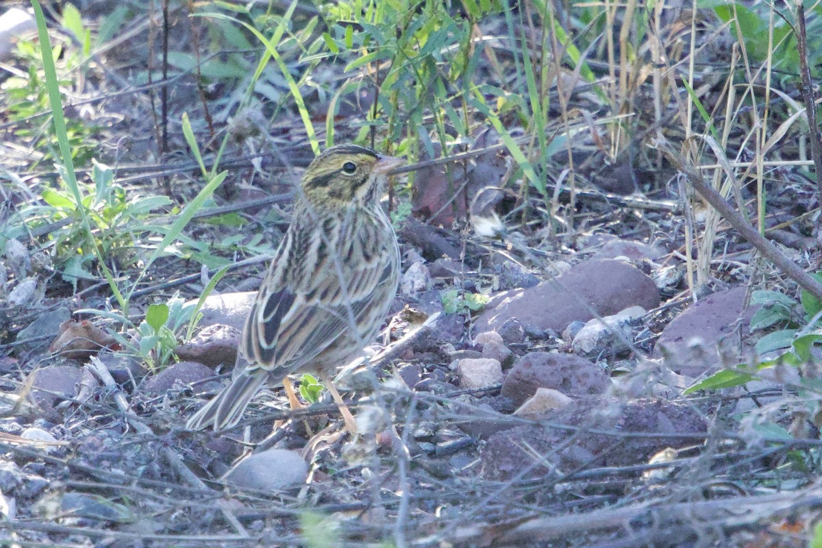 Savannah Sparrow - ML643309893