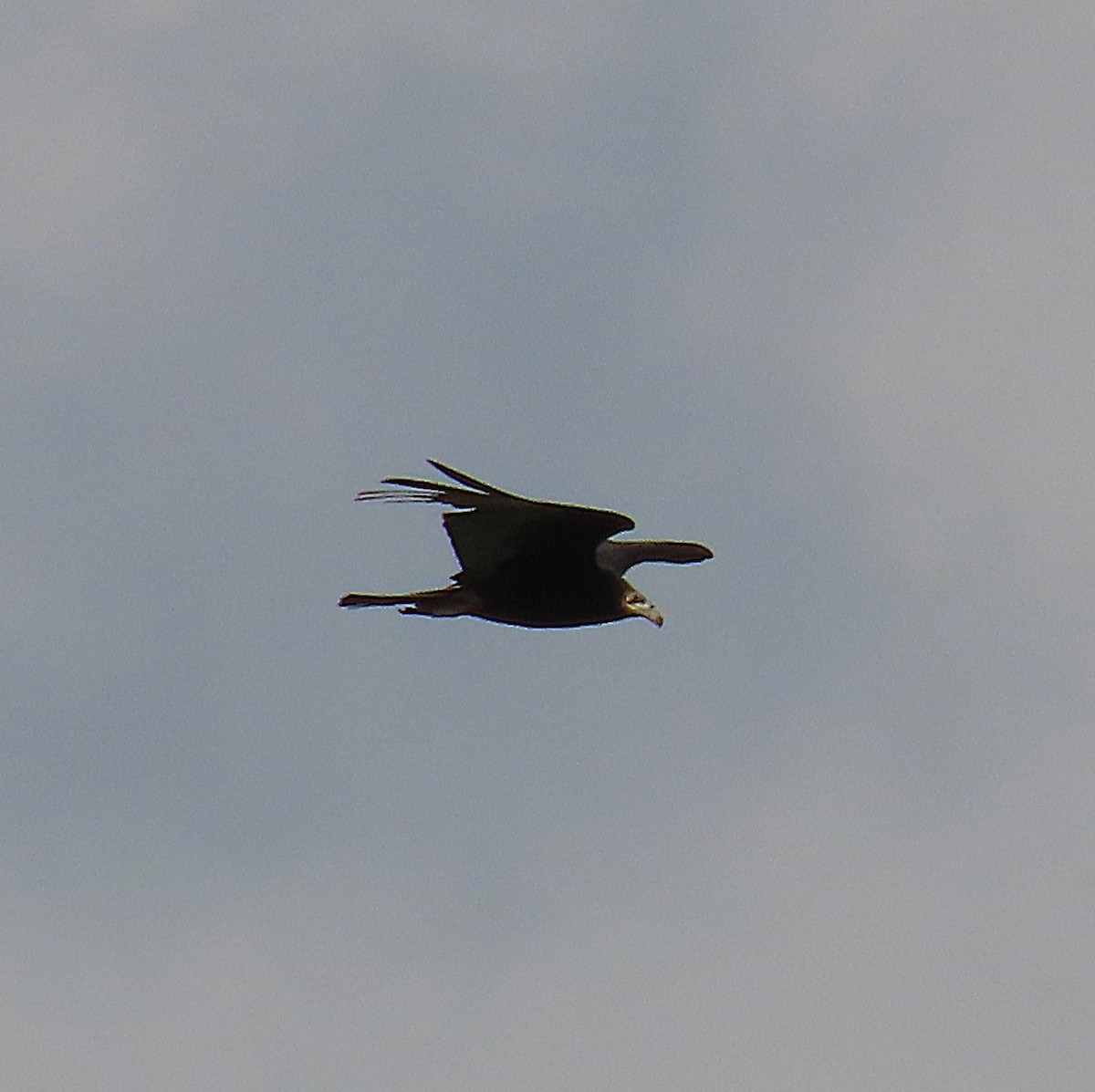 Lesser Yellow-headed Vulture - ML643309894
