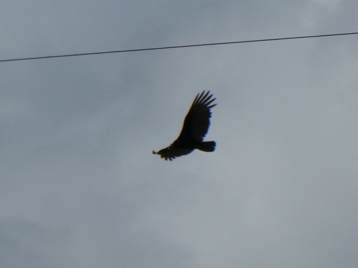 Turkey Vulture - ML643309895