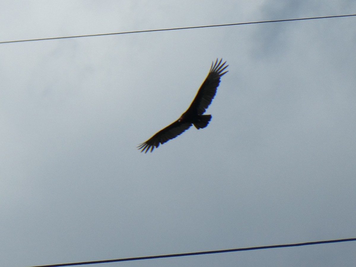 Turkey Vulture - ML643309896