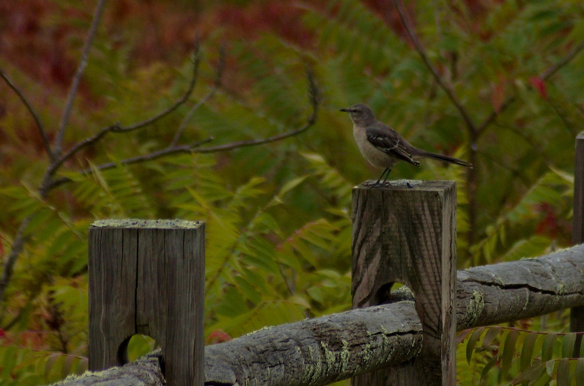 Northern Mockingbird - ML643309898