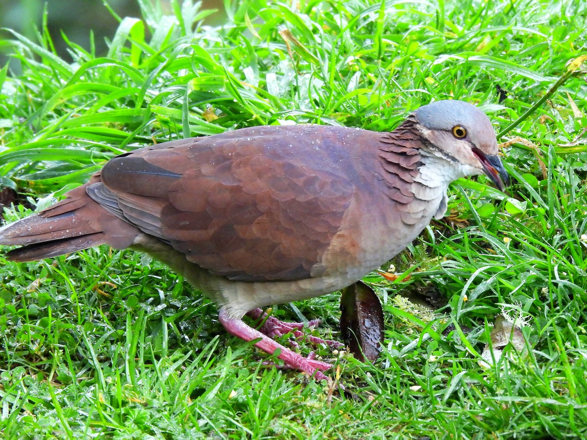 White-throated Quail-Dove - ML643309899