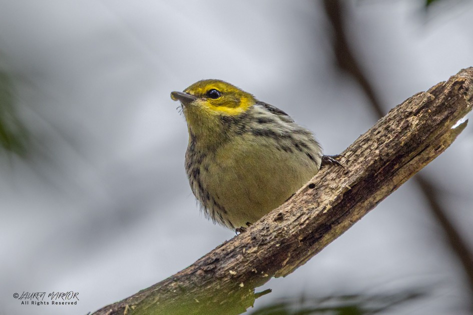 Black-throated Green Warbler - ML643309900