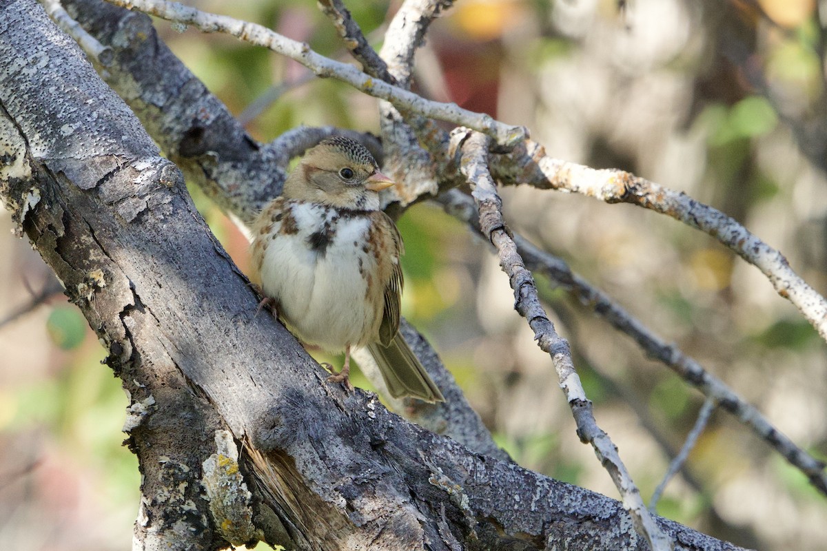 Harris's Sparrow - ML643309903