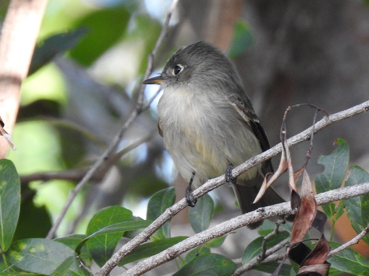 Cuban Pewee - ML643309904