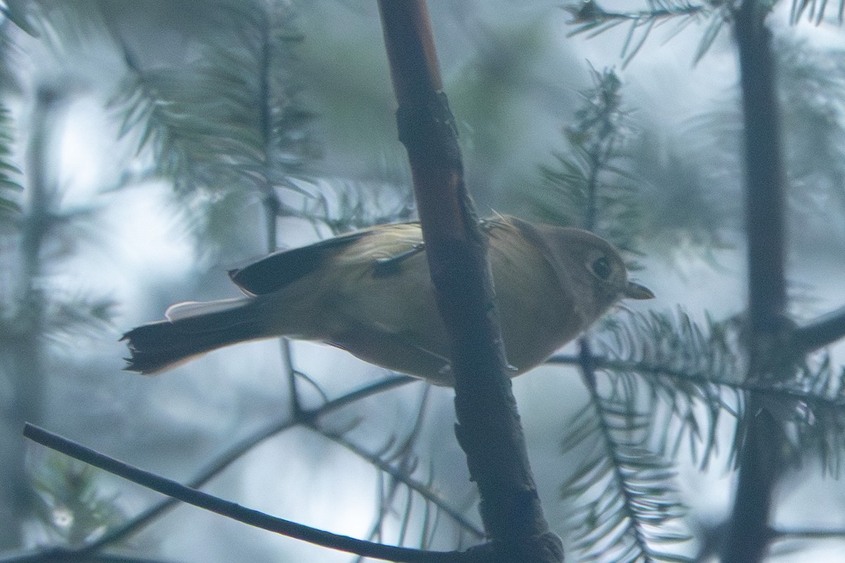 White-eared Hummingbird - ML643309906