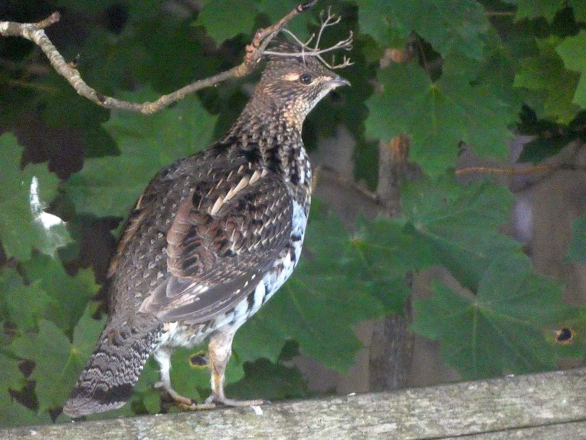 Ruffed Grouse - ML643309907