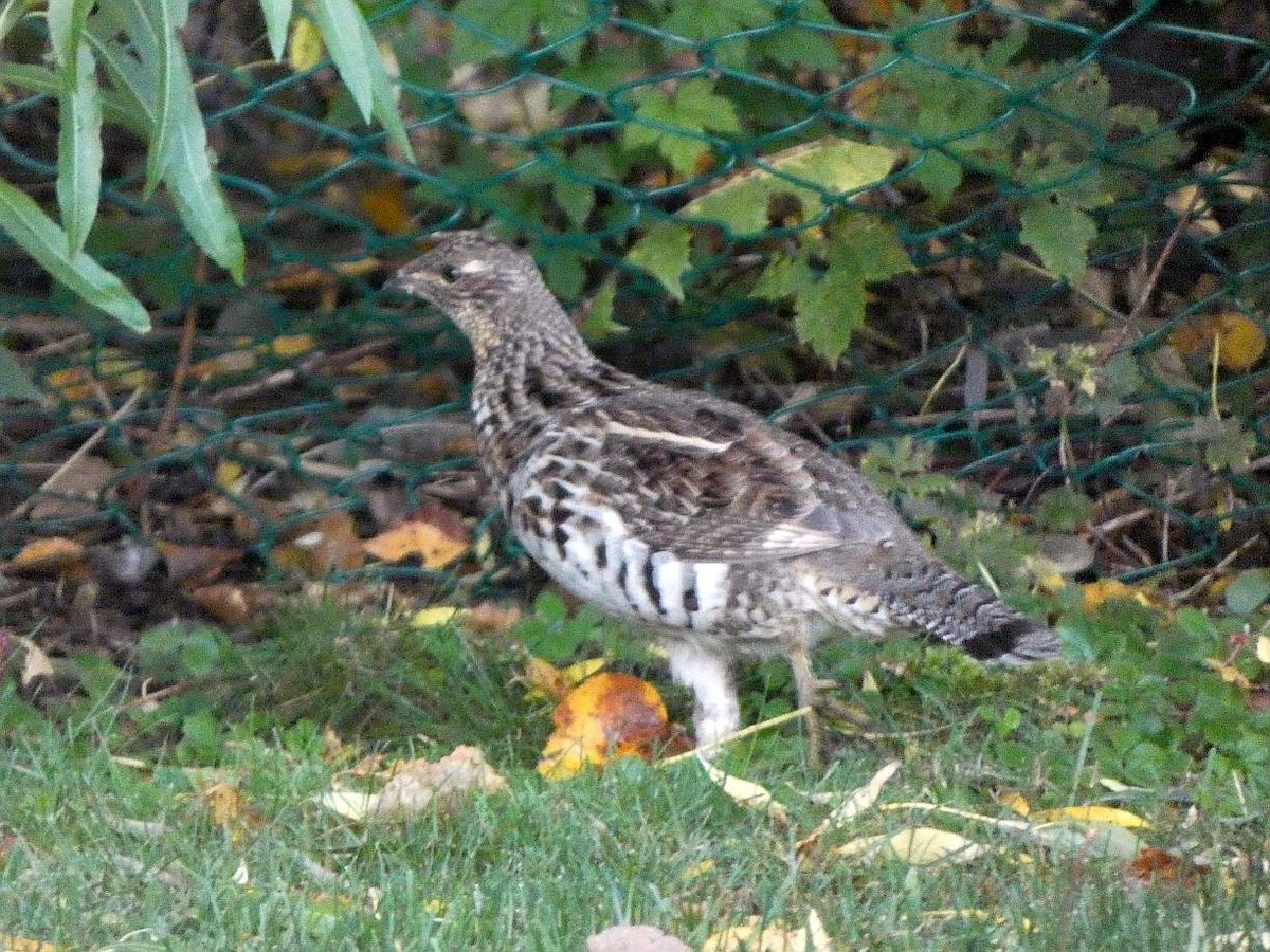 Ruffed Grouse - ML643309908