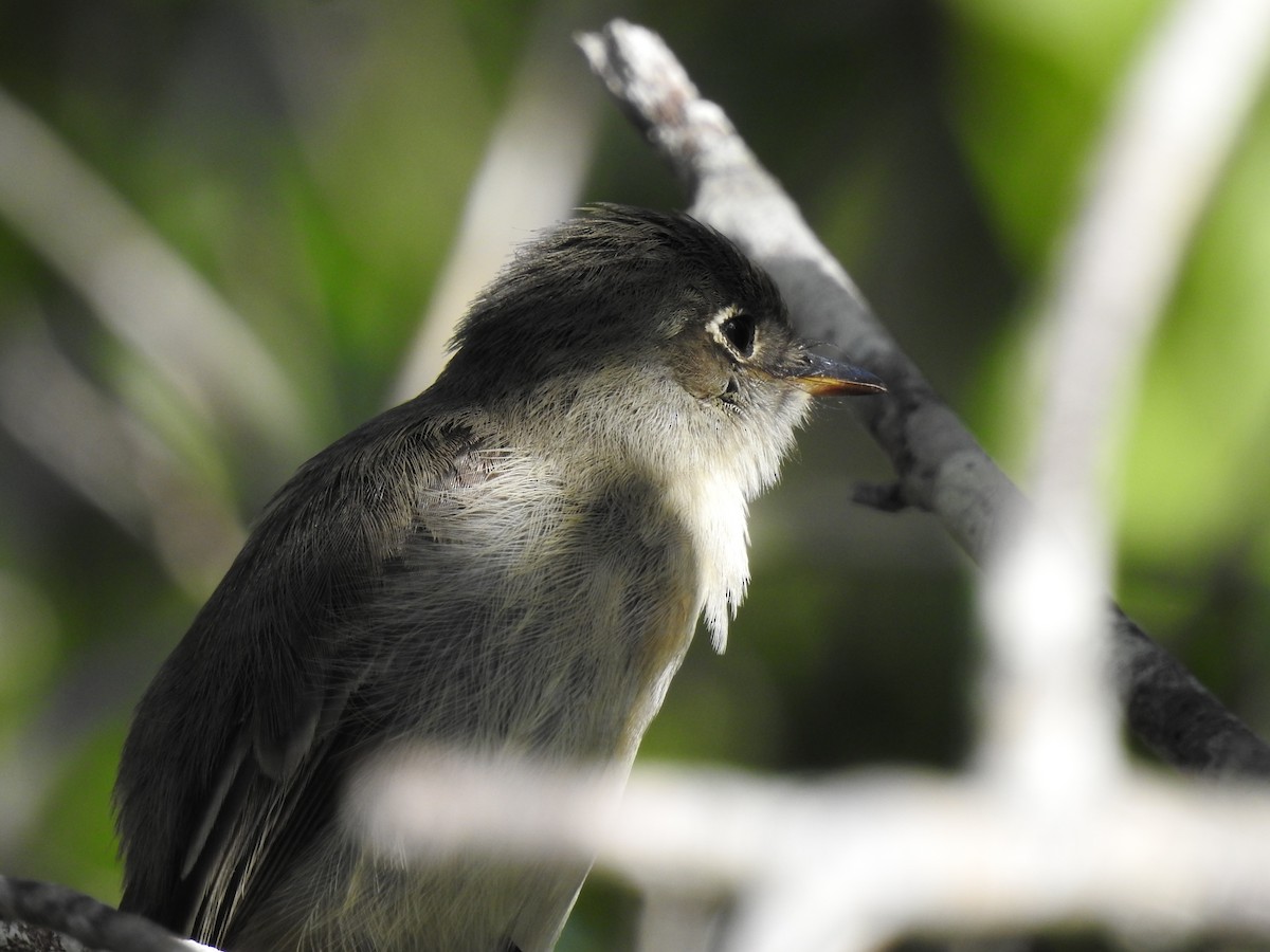 Cuban Pewee - ML643309910