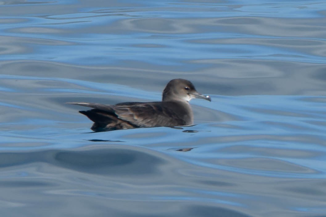 Short-tailed Shearwater - ML643309919