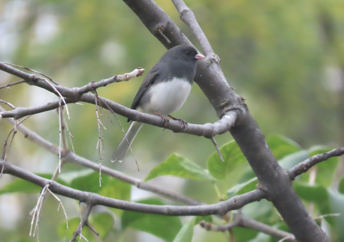 Dark-eyed Junco (Slate-colored) - ML643309924