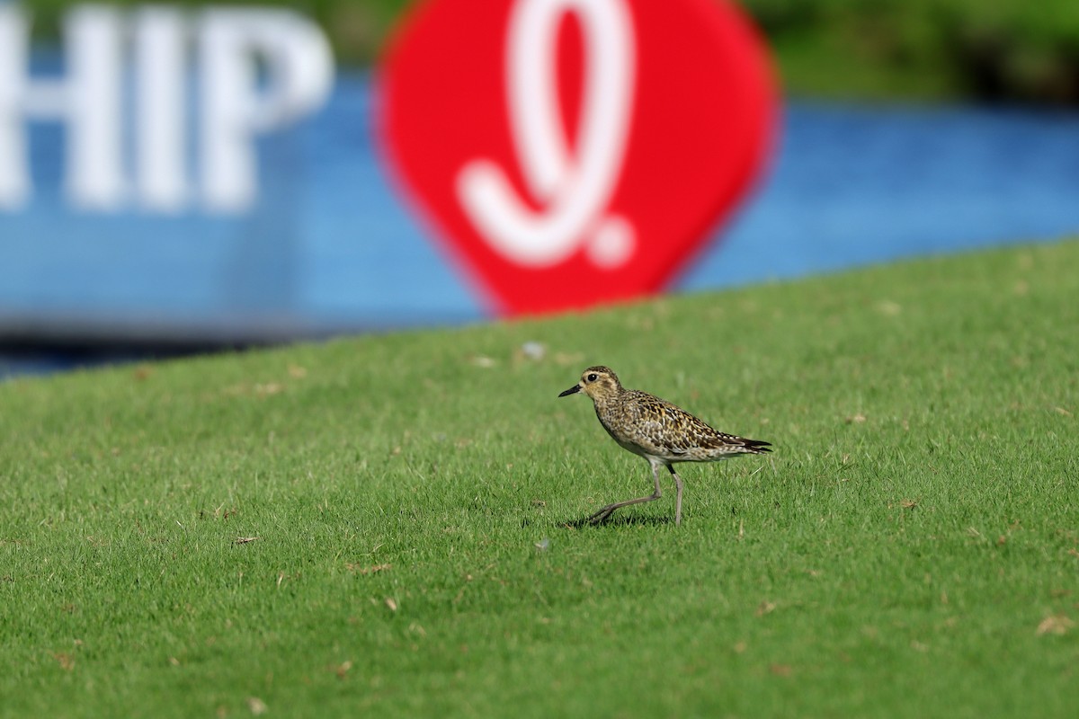 Pacific Golden-Plover - ML643309930