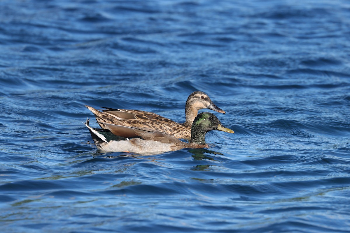 Mallard (Domestic type) - ML643309945