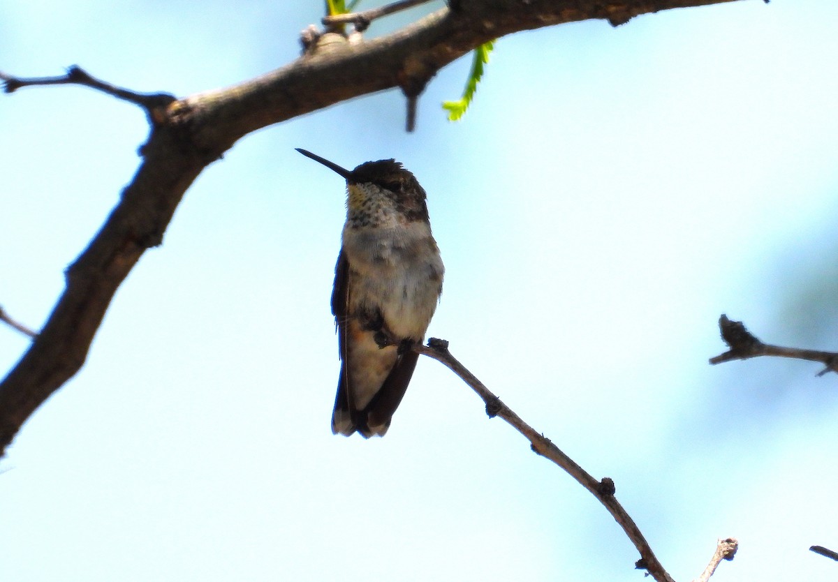 Black-chinned Hummingbird - ML643309951