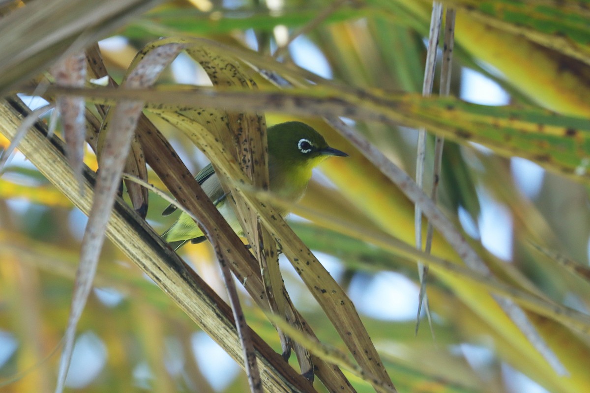Warbling White-eye - ML643309953