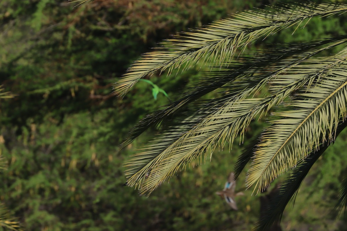 Rose-ringed Parakeet - ML643309971