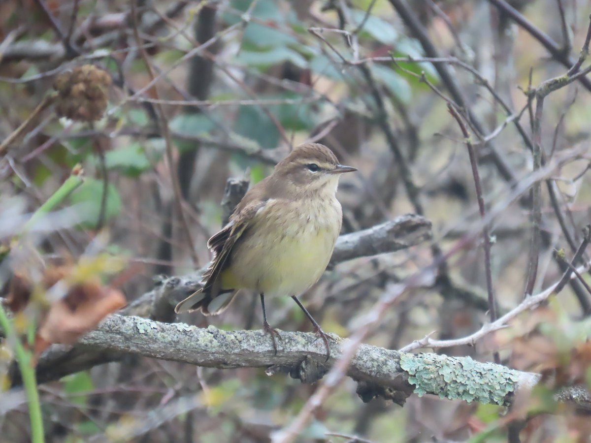 ヤシアメリカムシクイ - ML643309977