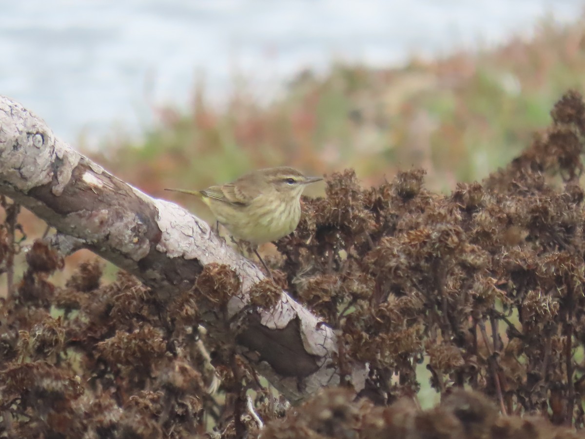 ヤシアメリカムシクイ - ML643309979