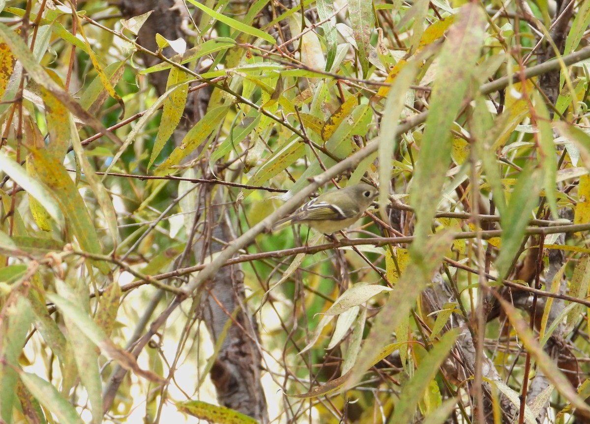 Ruby-crowned Kinglet - ML643309999