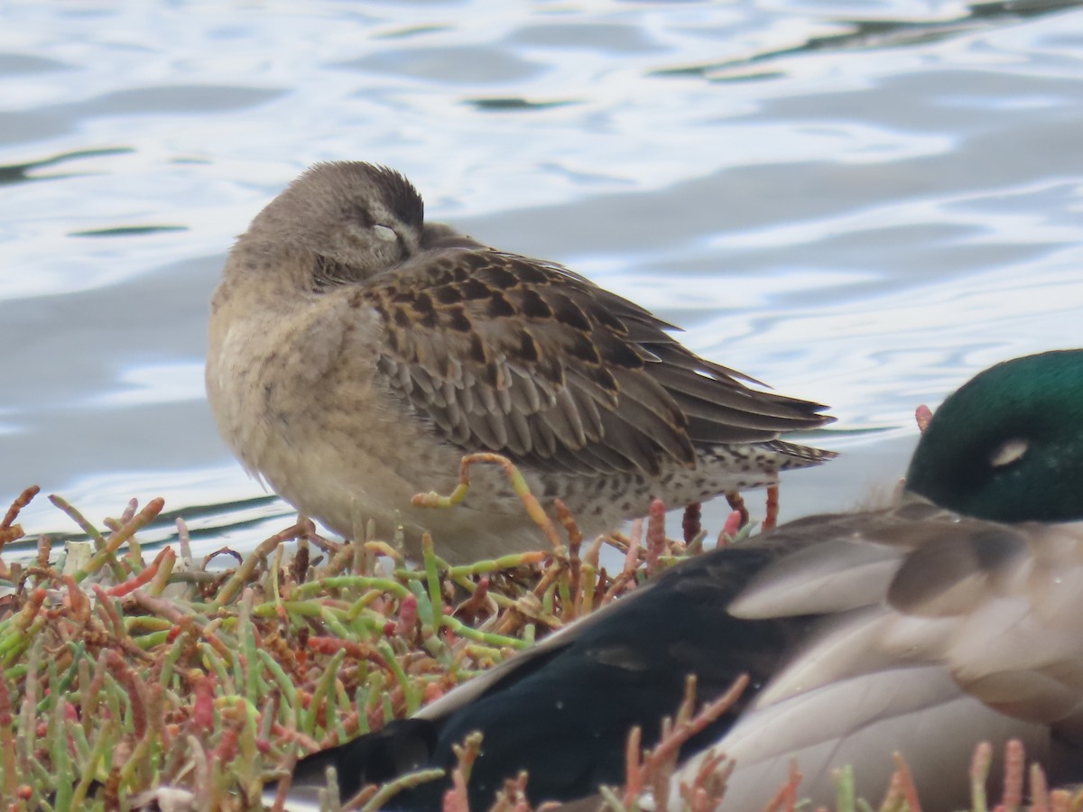 Long-billed Dowitcher - ML643310014