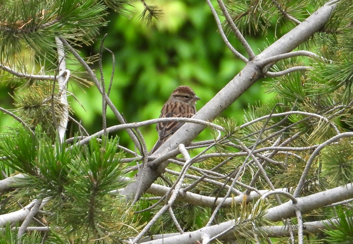 Chipping Sparrow - ML643310017