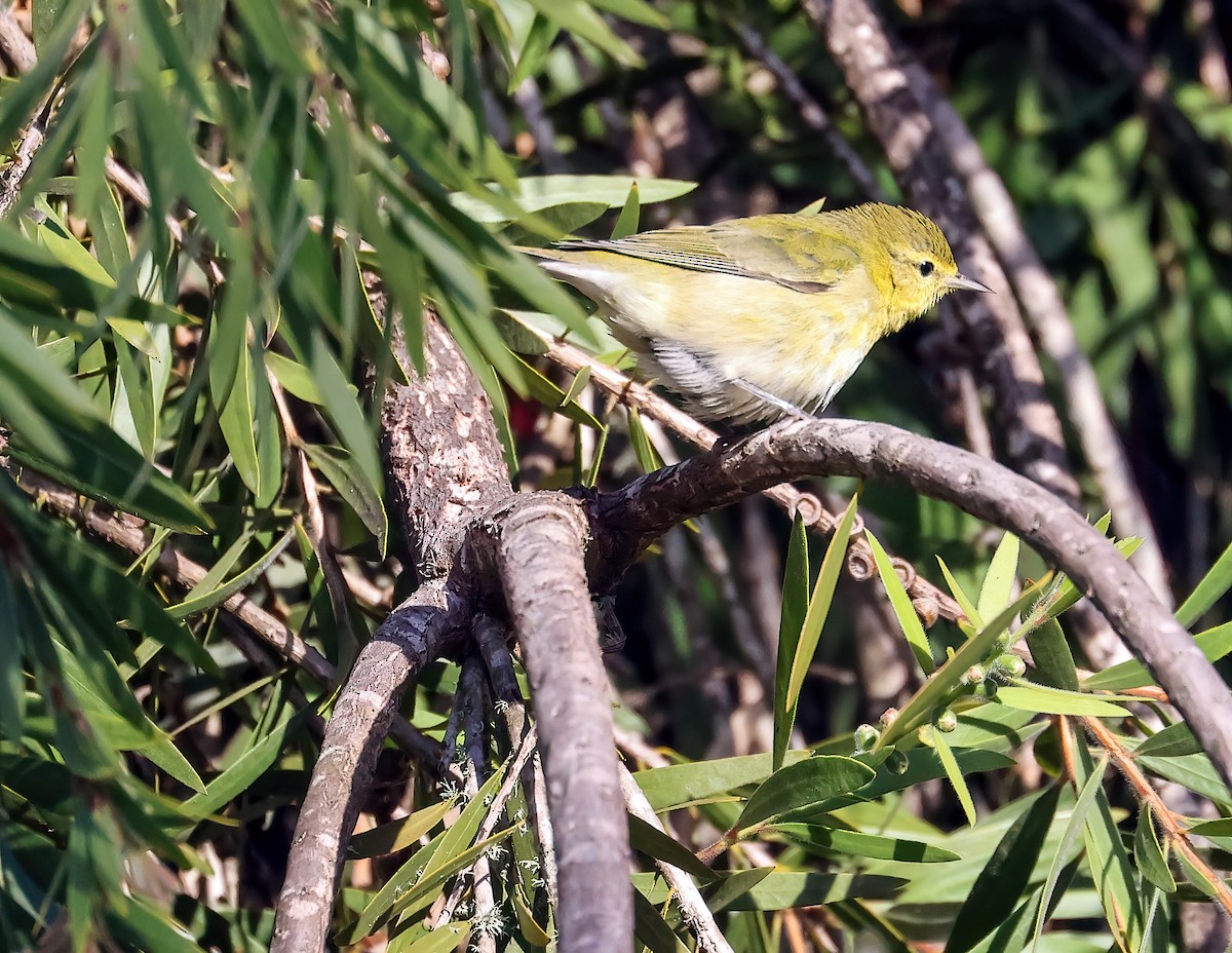 lesňáček olivový - ML643310020