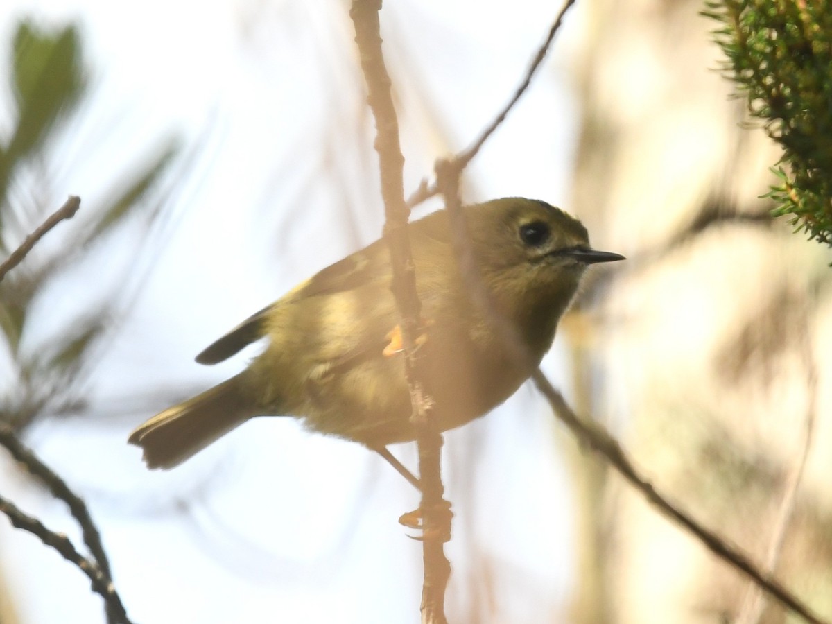 Goldcrest (Western Azores) - ML643310021