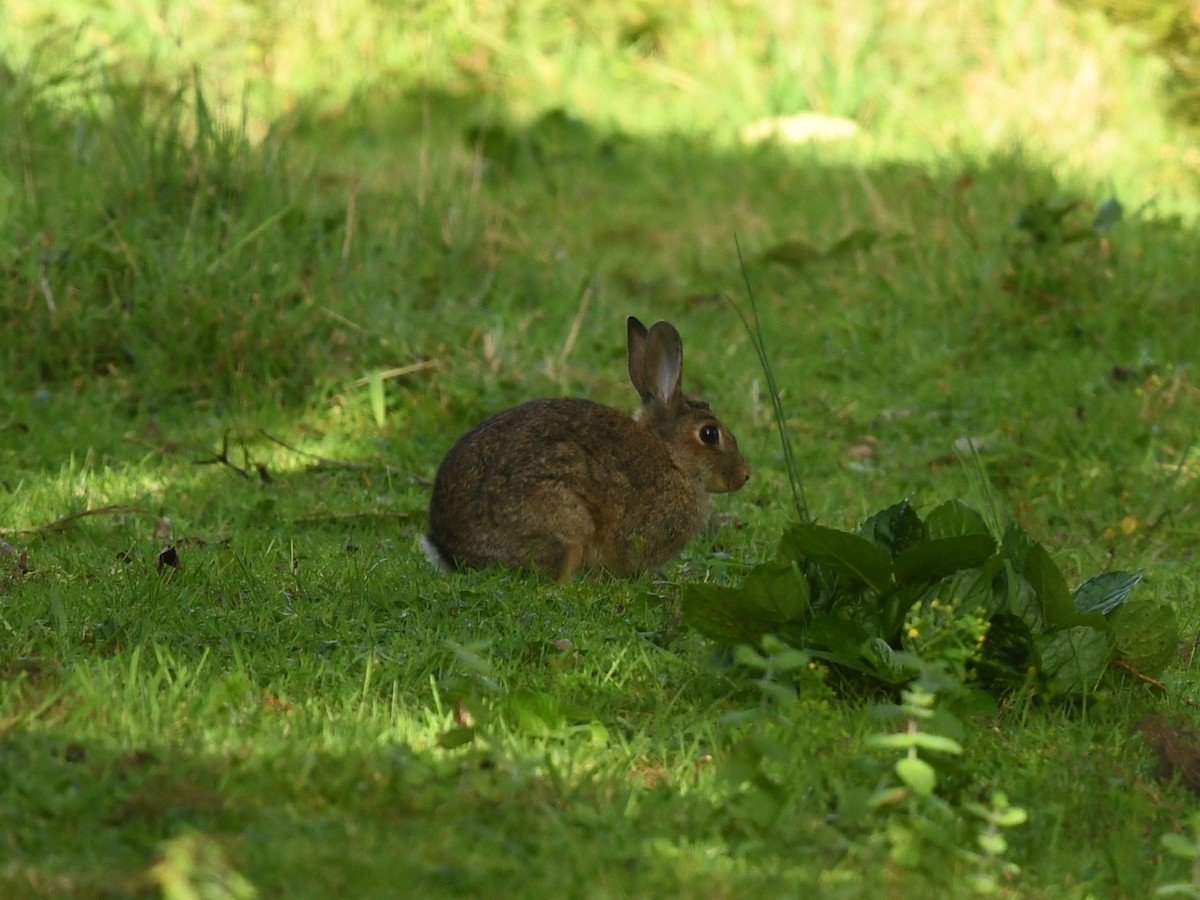 Mammiferi - ML643310026