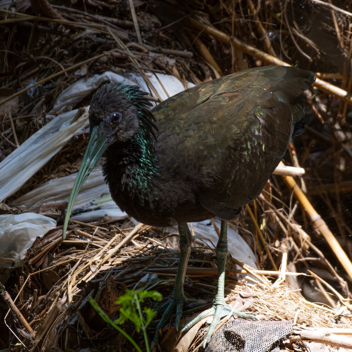 Green Ibis - ML643310035