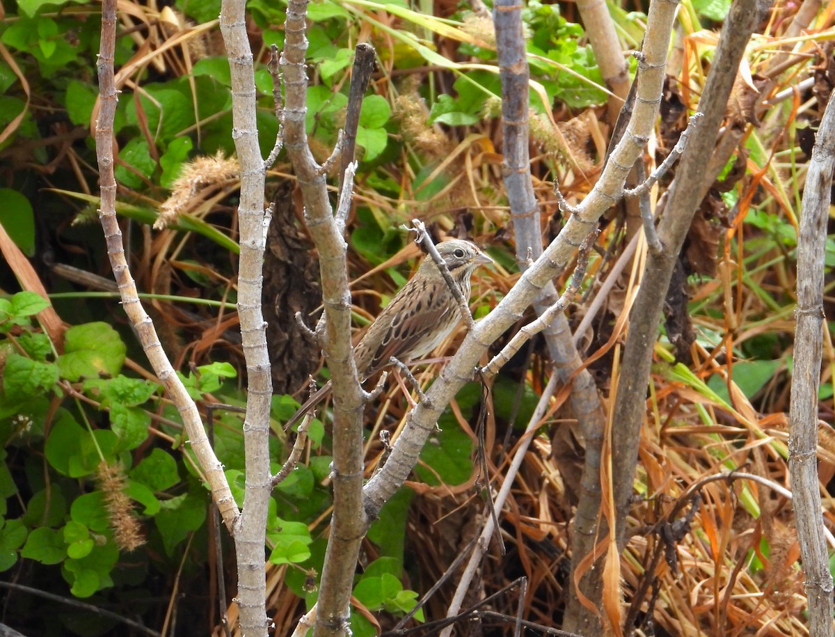 Lincoln's Sparrow - ML643310036
