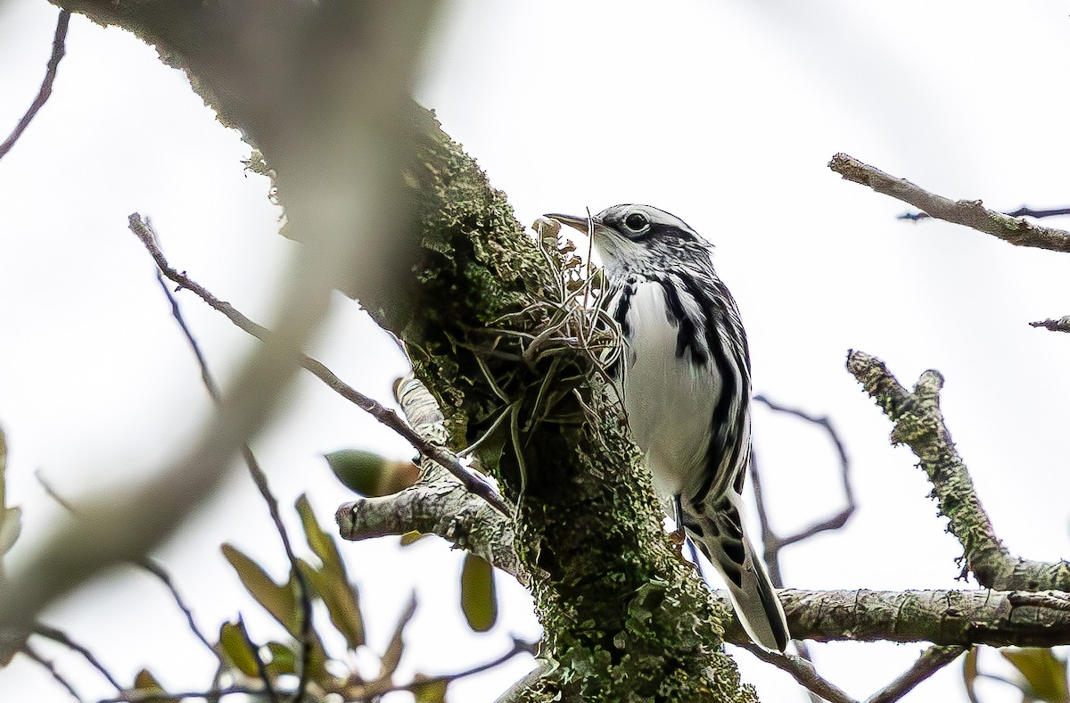 Black-and-white Warbler - ML643310039
