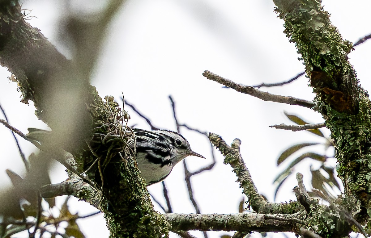 Black-and-white Warbler - ML643310040