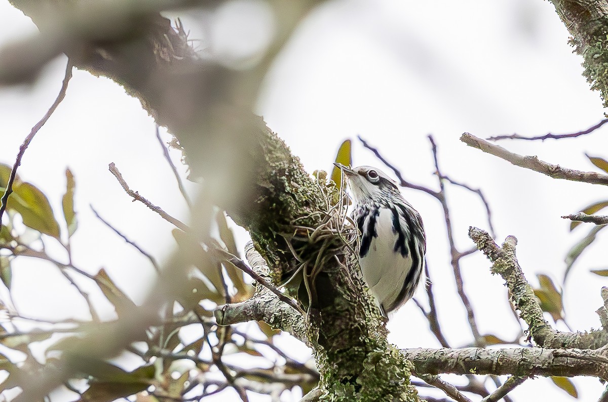Black-and-white Warbler - ML643310041