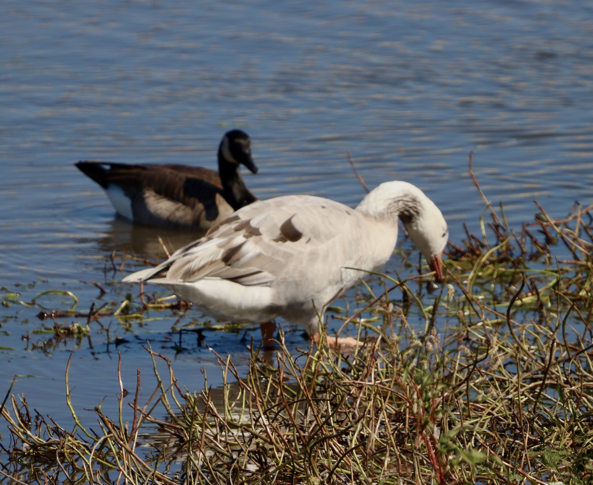Domestic goose sp. x Canada Goose (hybrid) - ML643310042
