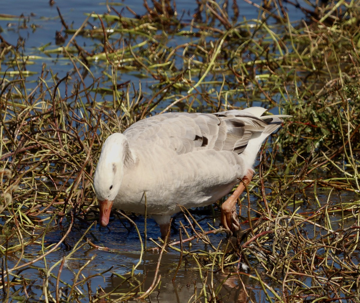 Domestic goose sp. x Canada Goose (hybrid) - ML643310043