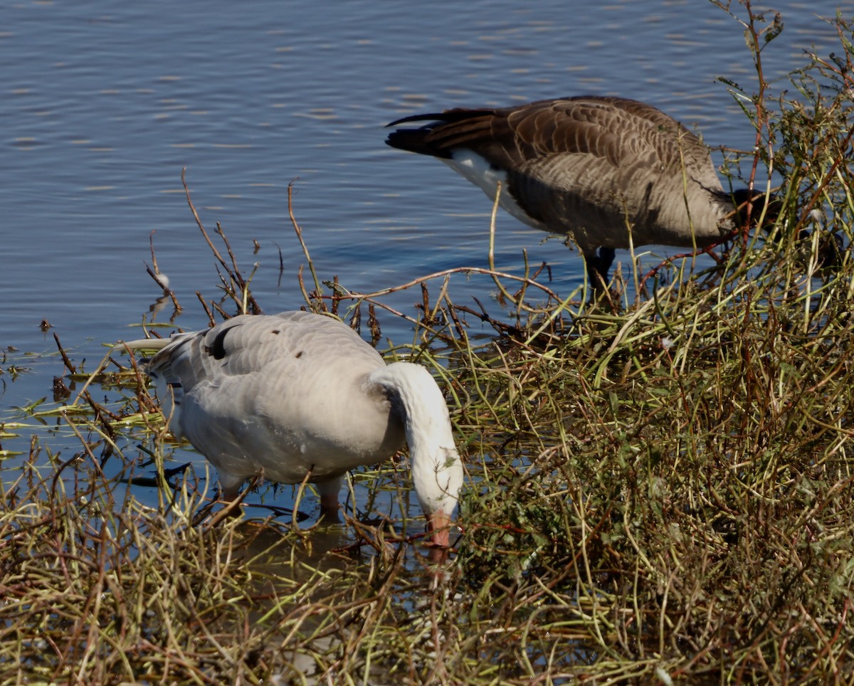 Domestic goose sp. x Canada Goose (hybrid) - ML643310045