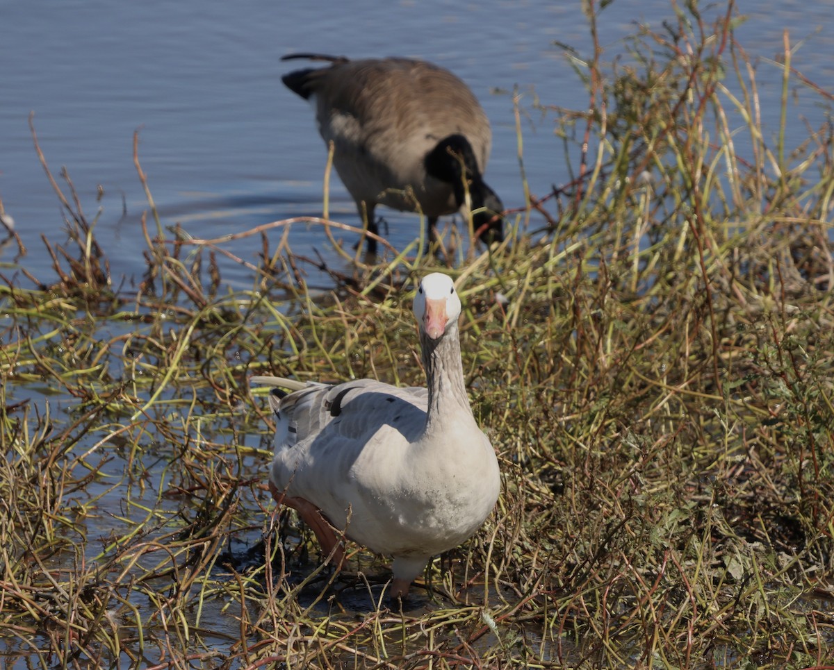 Domestic goose sp. x Canada Goose (hybrid) - ML643310046