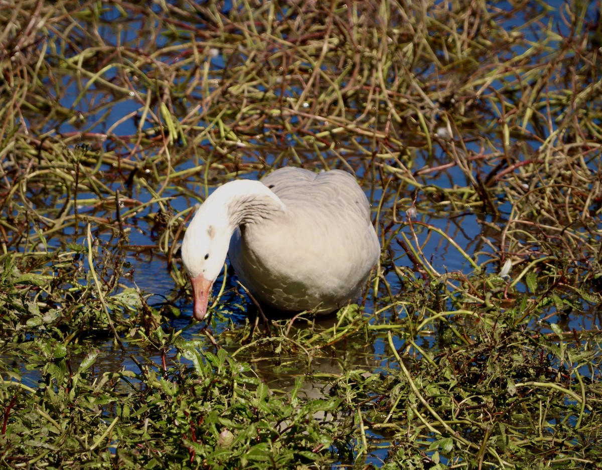 Domestic goose sp. x Canada Goose (hybrid) - ML643310047