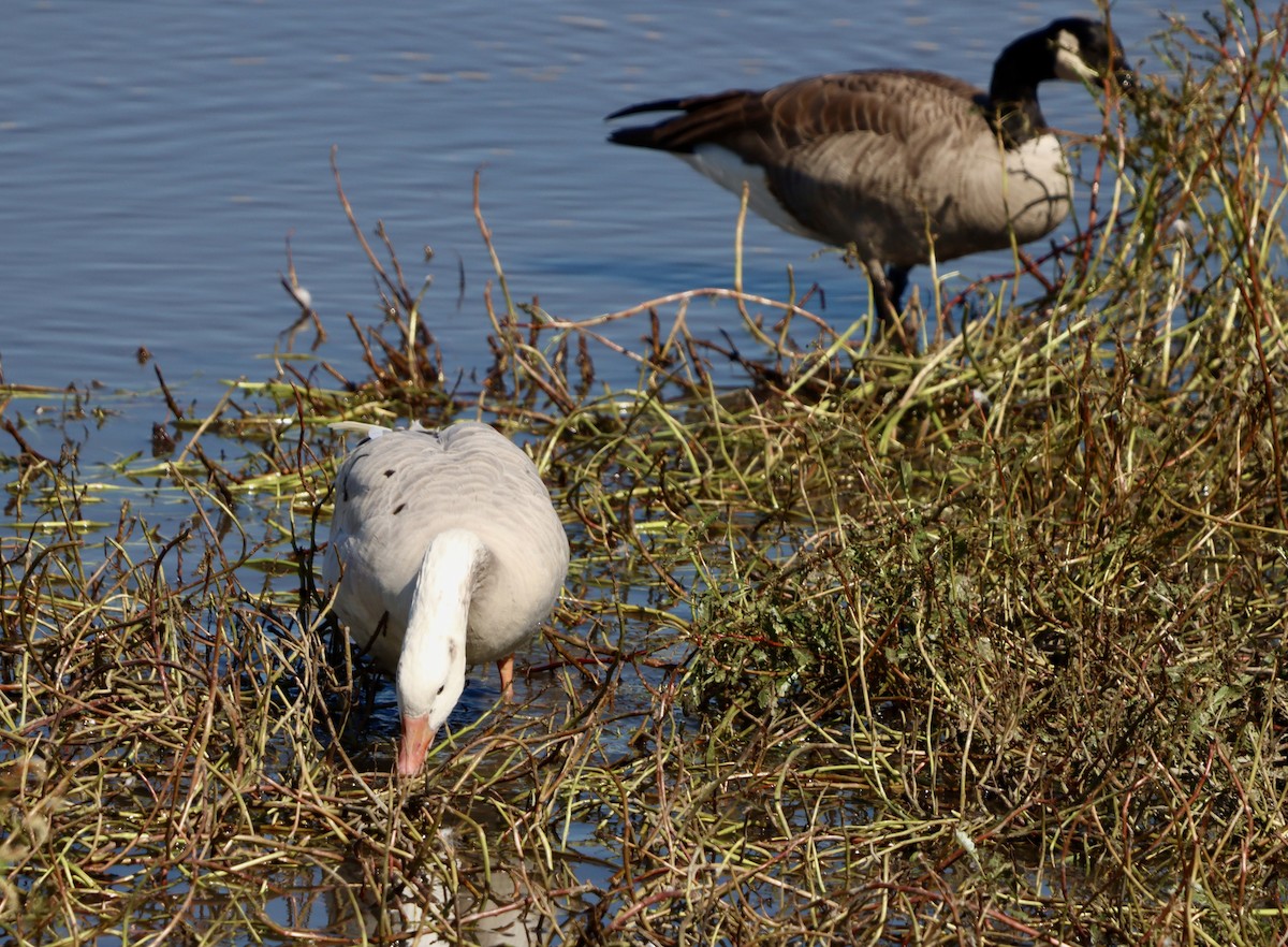 Domestic goose sp. x Canada Goose (hybrid) - ML643310048