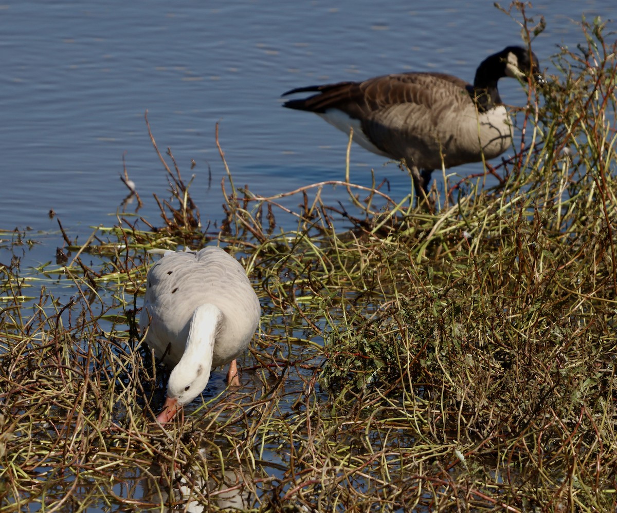 Domestic goose sp. x Canada Goose (hybrid) - ML643310049