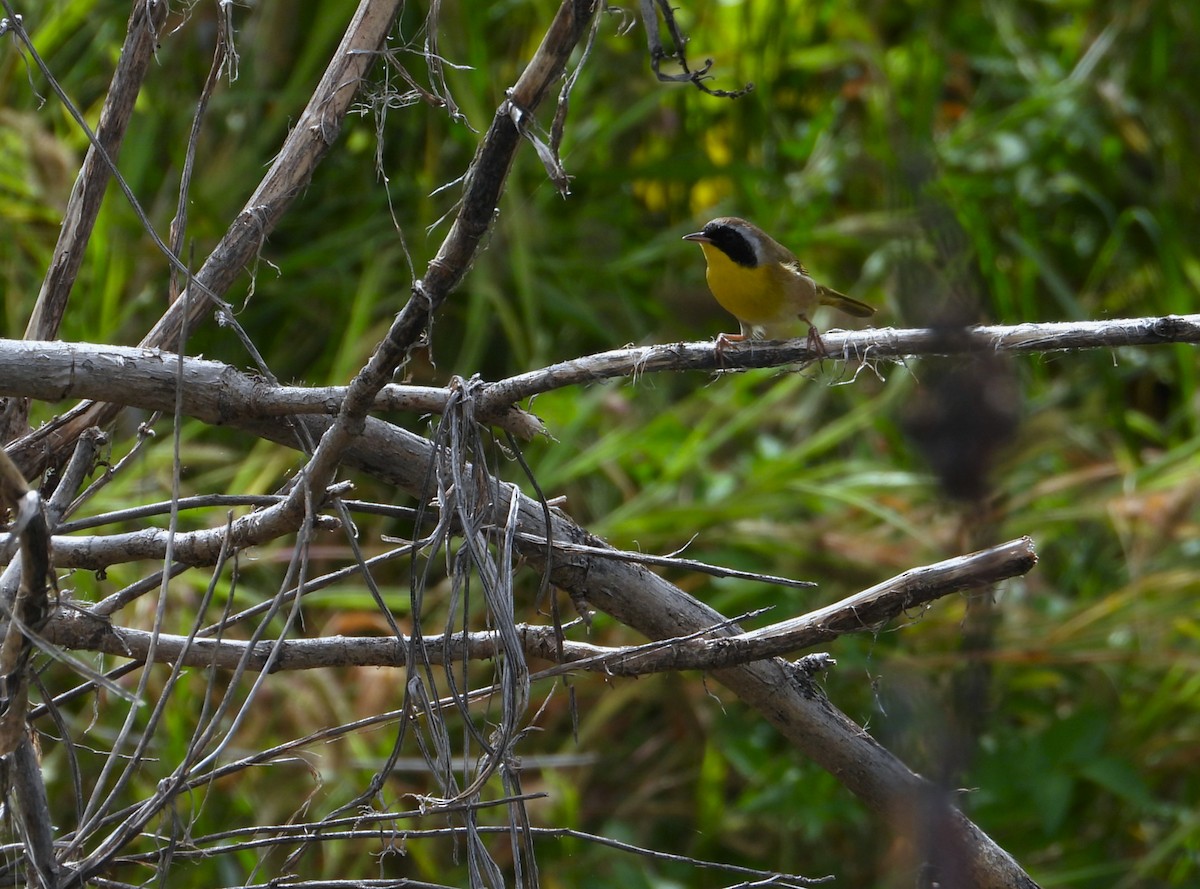 Common Yellowthroat - ML643310055