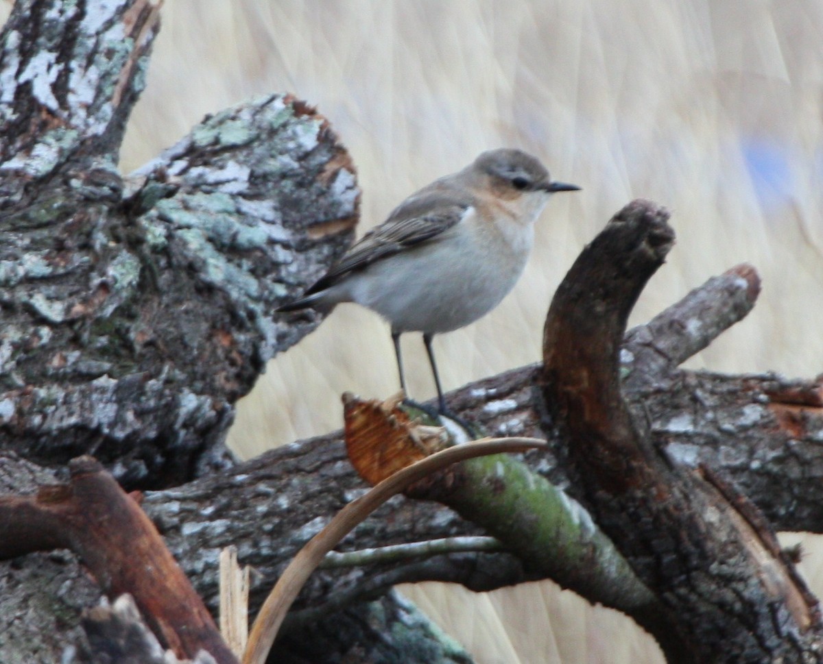Northern Wheatear - ML643310058