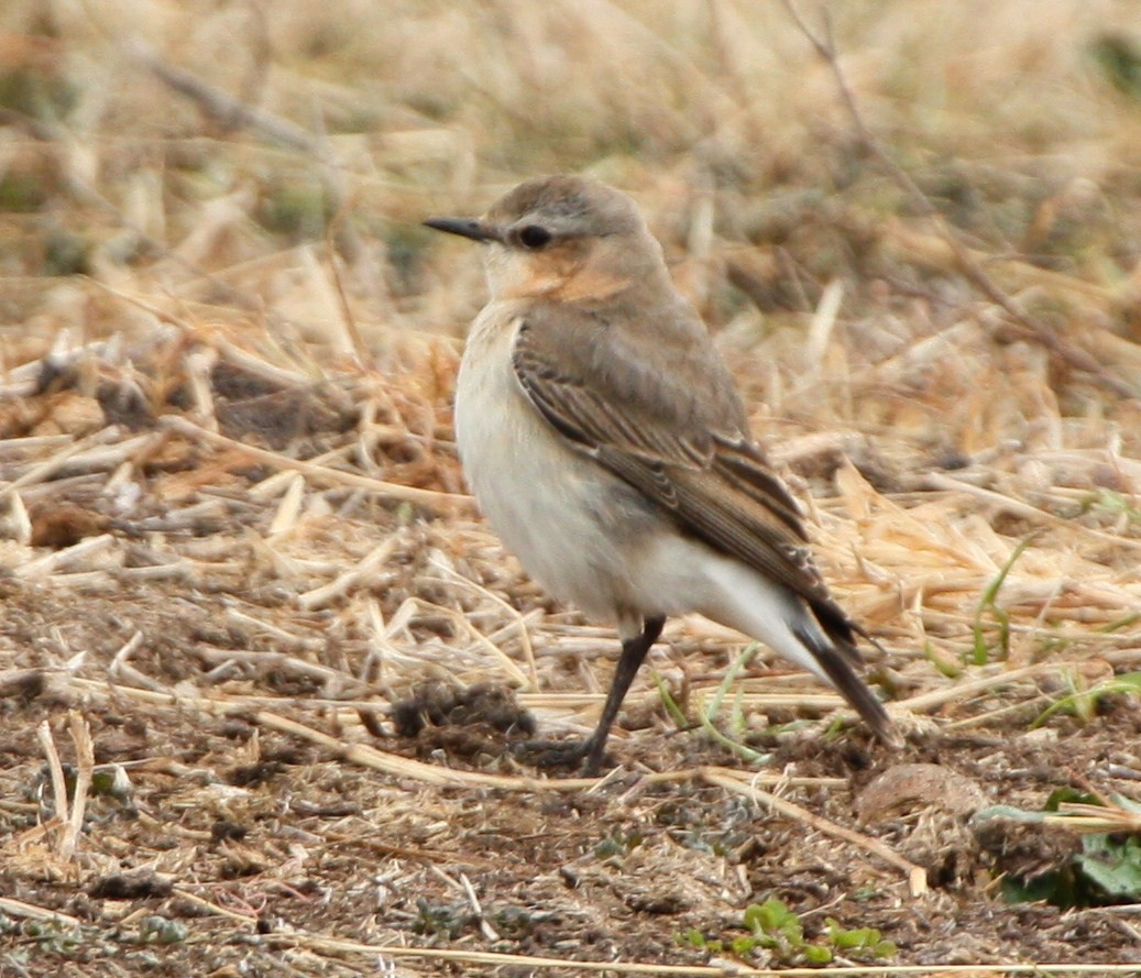 Northern Wheatear - ML643310059