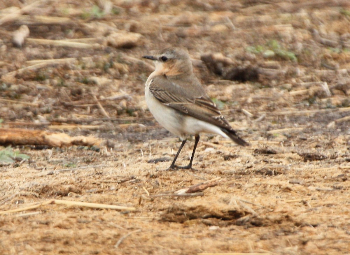 Northern Wheatear - ML643310060
