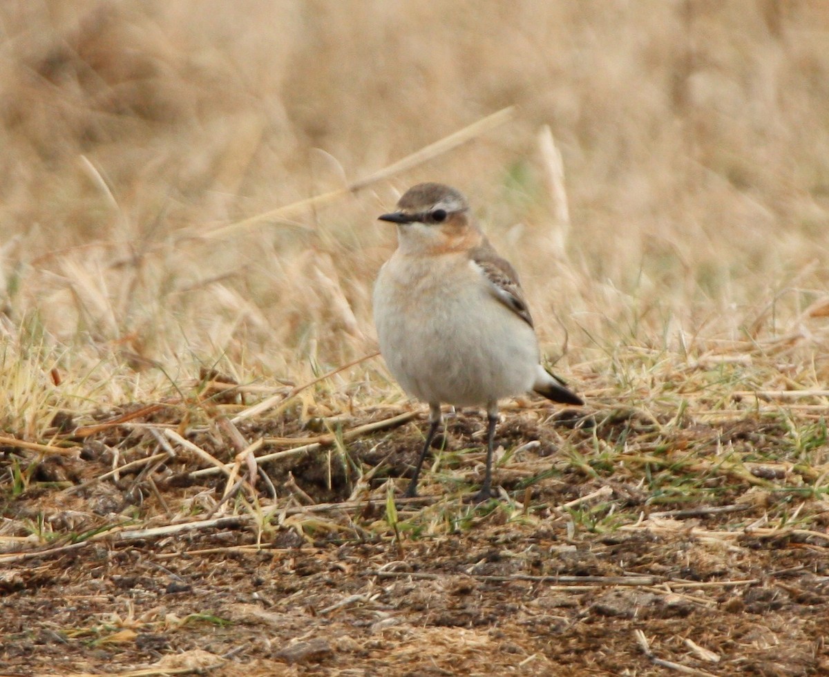 Northern Wheatear - ML643310061